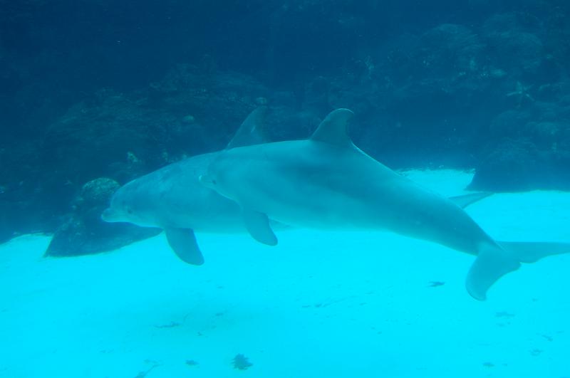 263. dolphin cove.JPG